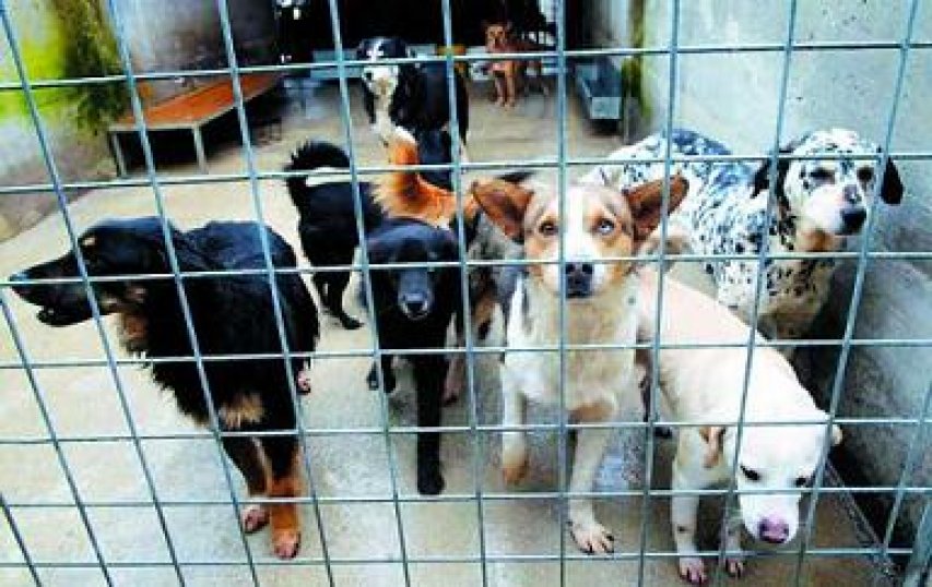 Cuccioli in un canile