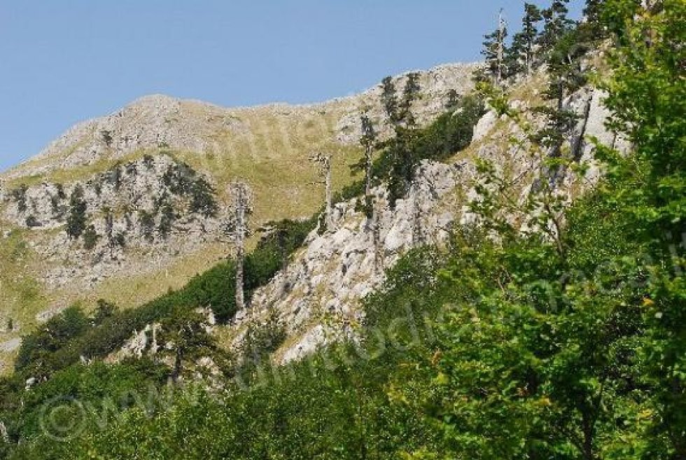Riserve del Pollino: l'appello dell'associazione Acanto