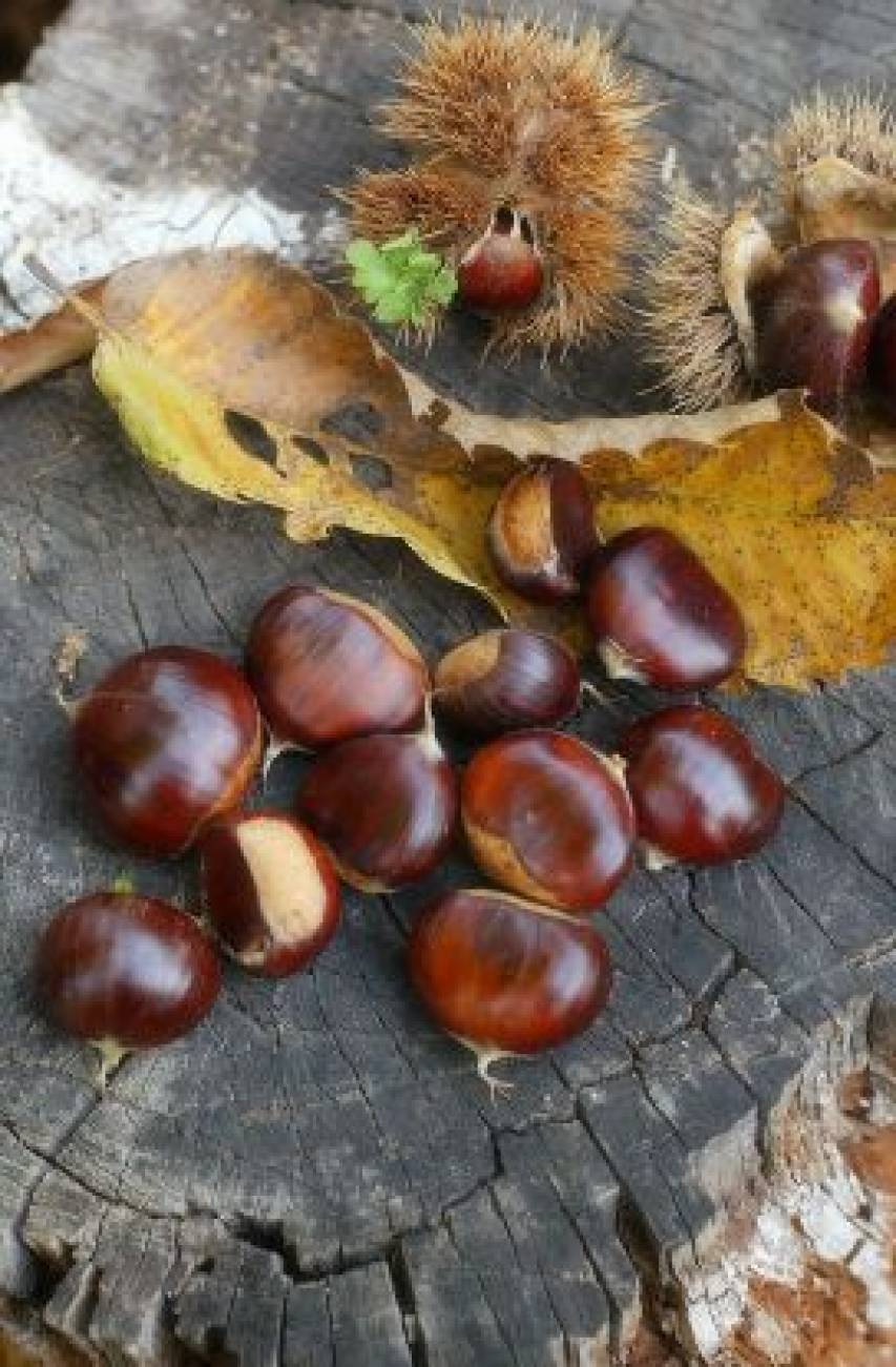 Le buonissime castagne dell&#039;Esaro