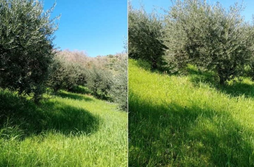 Uliveti mottafollonesi