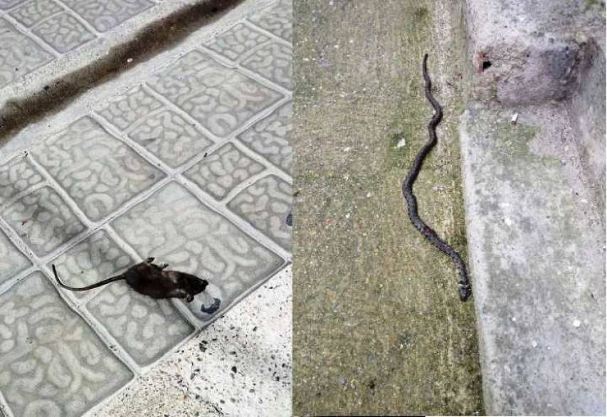 Roggiano, degrado urbano vicino le abitazioni