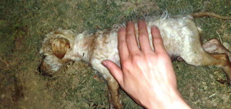 Il cucciolo soccorso e salvato dall'annegamento