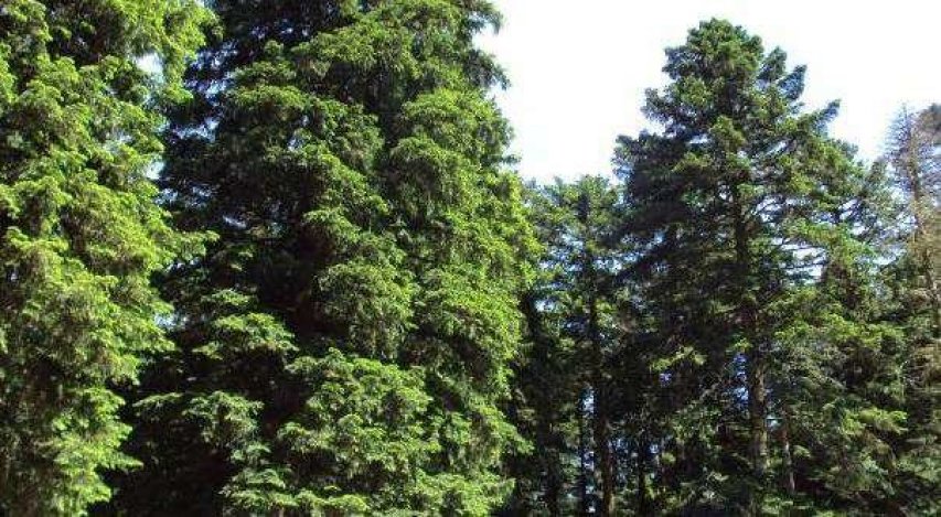 Fagnano, un bosco nel territorio