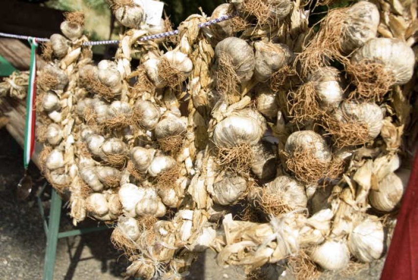 L&#039;aglio testa rossa di Calabria